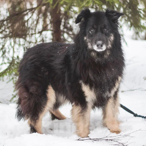 Собаки в Москве: Маша Девочка, Бесплатно - фото 3