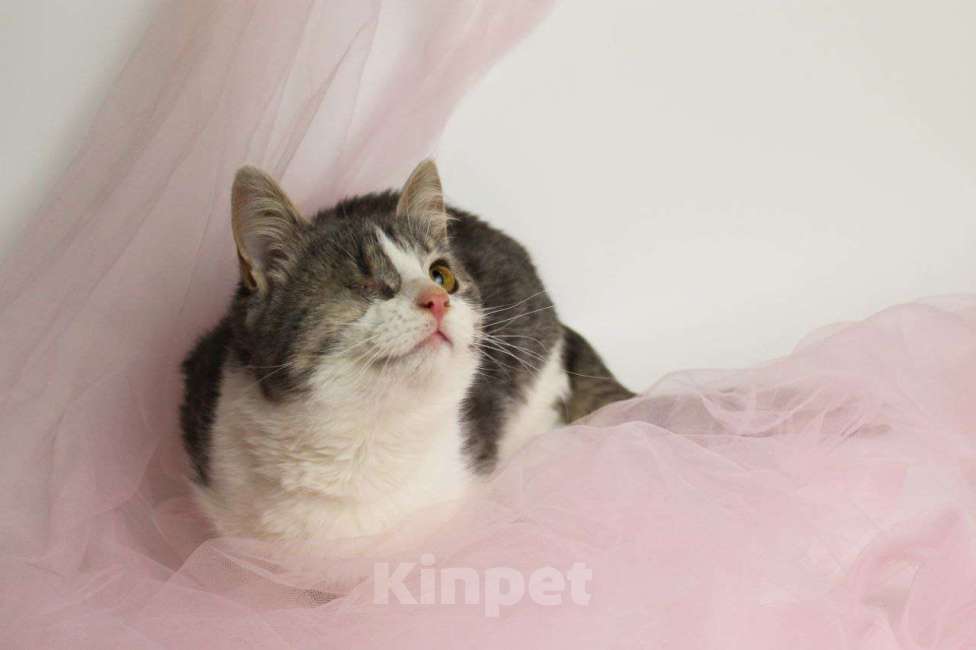 Кошки в Москве: Лаки Мальчик, Бесплатно - фото 7