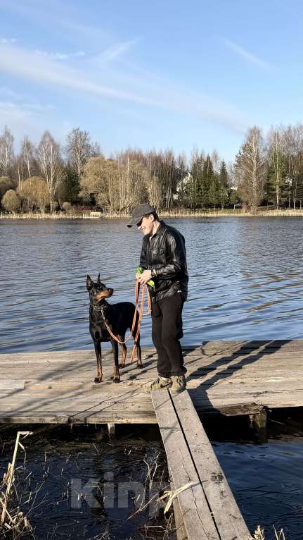 Собаки в других городах Московской области: Смоки ищет семью! Мальчик, Бесплатно - фото 6