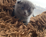 Кошки в Рязани: Шотландские котята Девочка, 3 500 руб. - фото 4
