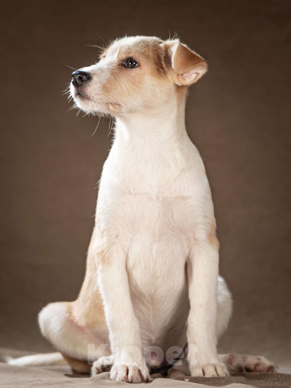 Собаки в Клине: Майло — весёлый озорник, который готов дарить вам улыбки и превращать каждый день в праздник Мальчик, Бесплатно - фото 3