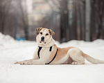 Собаки в Москве: Брут. Большой и классный плюшевый мишка Мальчик, Бесплатно - фото 4