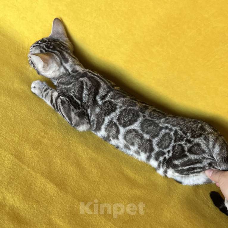 Кошки в Москве: Яркая девочка бенгальской породы Девочка, Бесплатно - фото 9