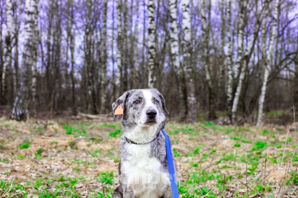 Собаки в Москве: Бетти в добрые руки Девочка, Бесплатно - фото 3