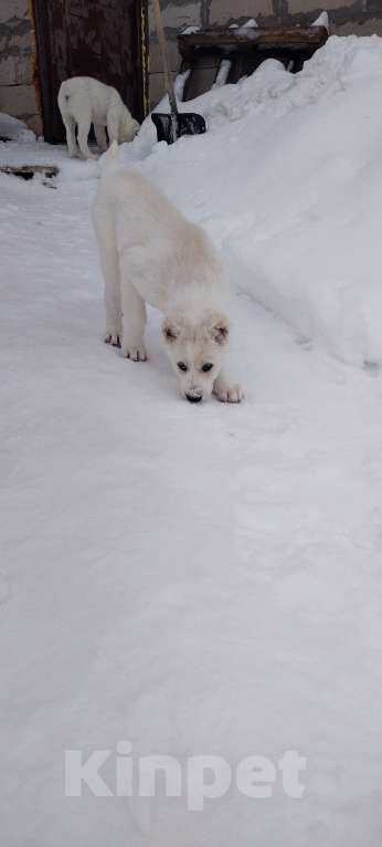 Собаки в Перми: Щенки САО Девочка, Бесплатно - фото 3