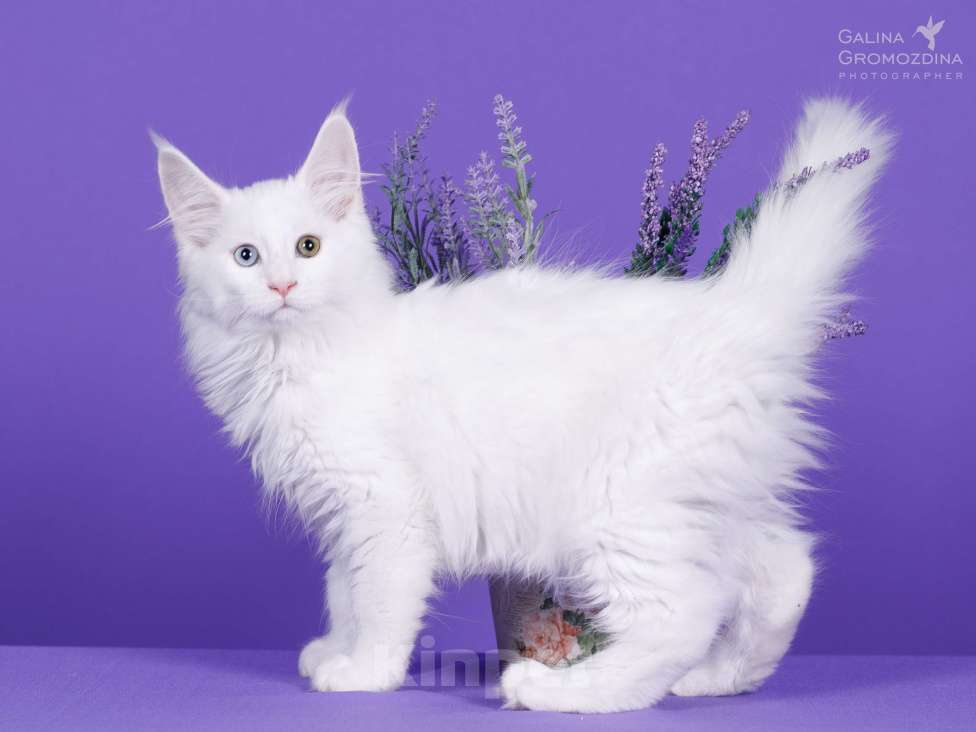 Кошки в Новоалтайске: Белый Мейн-кун Девочка, Бесплатно - фото 1