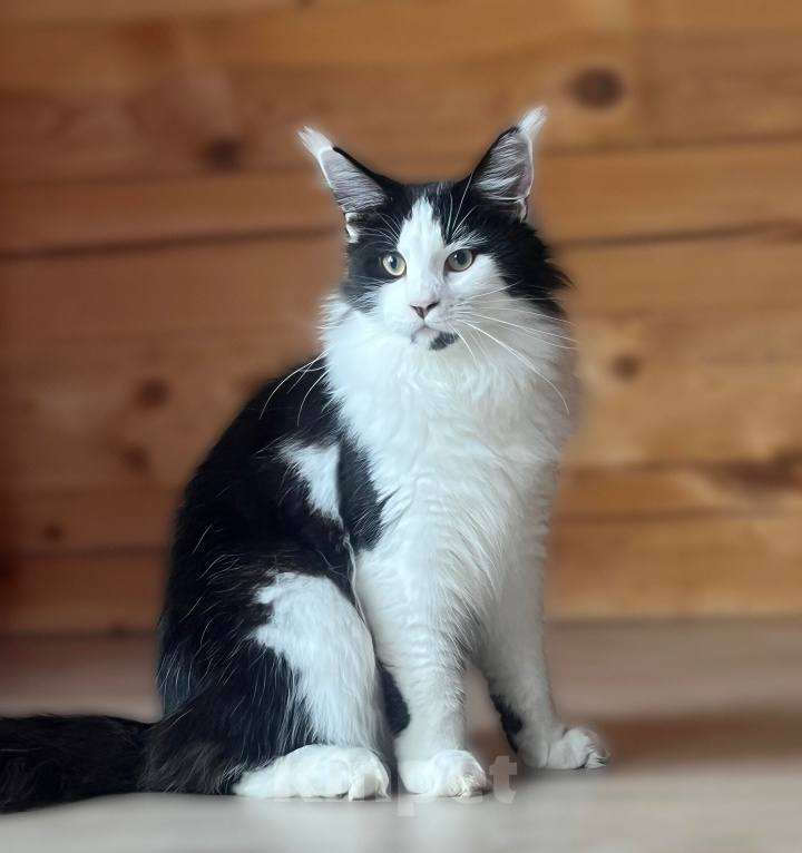 Кошки в Ярославле: Котенок Мейн Кун Мальчик, Бесплатно - фото 2