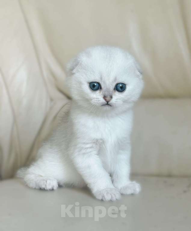 Кошки в Москве: Серебристая шиншилла Девочка, 35 000 руб. - фото 1