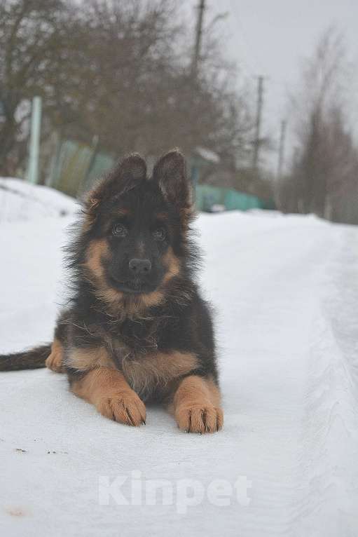 Собаки в Вологде: Немецкая длинношёрстная красотка. Девочка, 40 000 руб. - фото 1