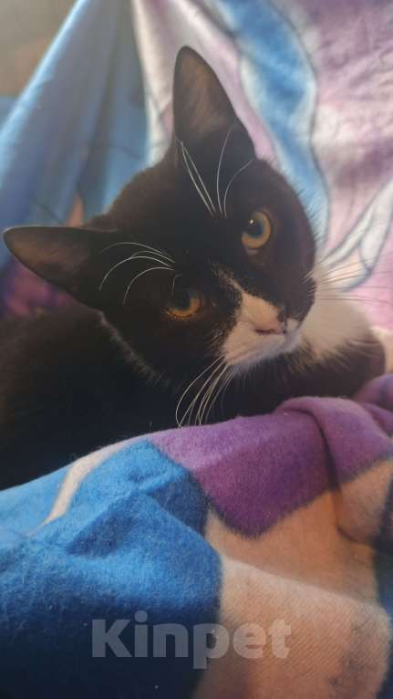 Кошки в Санкт-Петербурге: Рудольф Мальчик, Бесплатно - фото 4