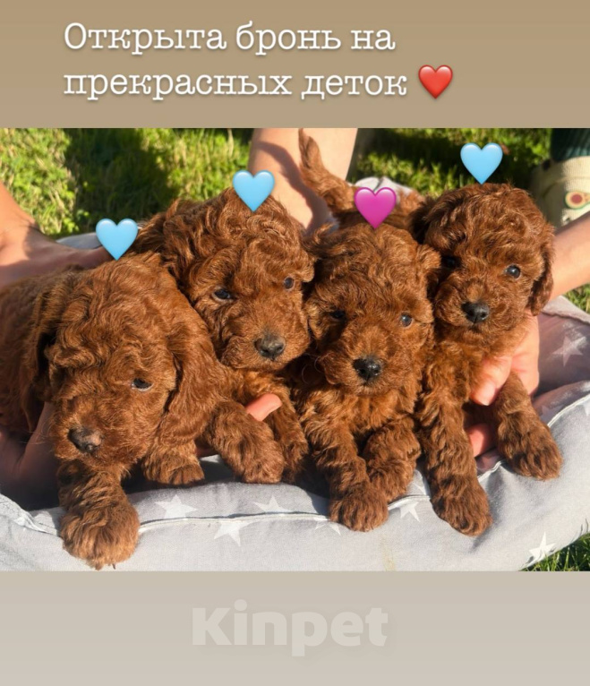 Собаки в Москве: Той пудель, малыши в поисках дома ❤️ Мальчик, 160 000 руб. - фото 1