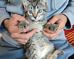 Кошки в Черкесске: Котята 1.5 месяца Мальчик, Бесплатно - фото 4