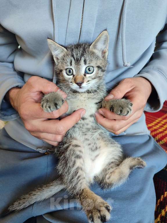 Кошки в Черкесске: Котята 1.5 месяца Мальчик, Бесплатно - фото 4