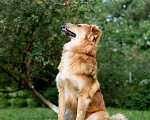 Собаки в Пушкино: Тотошка ищет свою Элли Мальчик, Бесплатно - фото 8