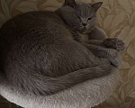 Кошки в Краснодаре: Кошечка ищет семью Девочка, Бесплатно - фото 1