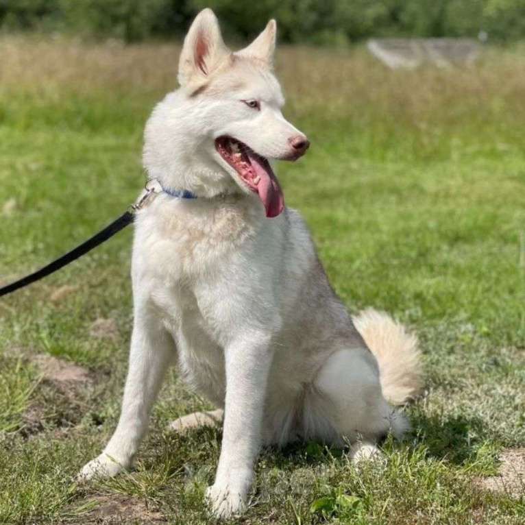 Собаки в Москве: Торес 3 года безрезультатно ищет дом Мальчик, Бесплатно - фото 3