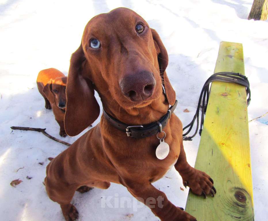Собаки в Подольске: Предлагаю для вязки кобеля таксы стандартеой гладкошерстнойй Мальчик, 8 000 руб. - фото 5