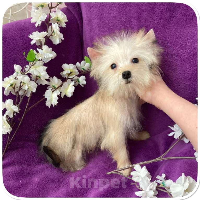 Собаки в Москве: Йорк мини девочка золотая игривая Девочка, 70 000 руб. - фото 6