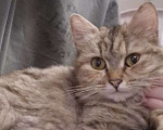 Кошки в Одинцово: Мурка-кошка,которую предали,но она все еще верит в любовь Девочка, Бесплатно - фото 1