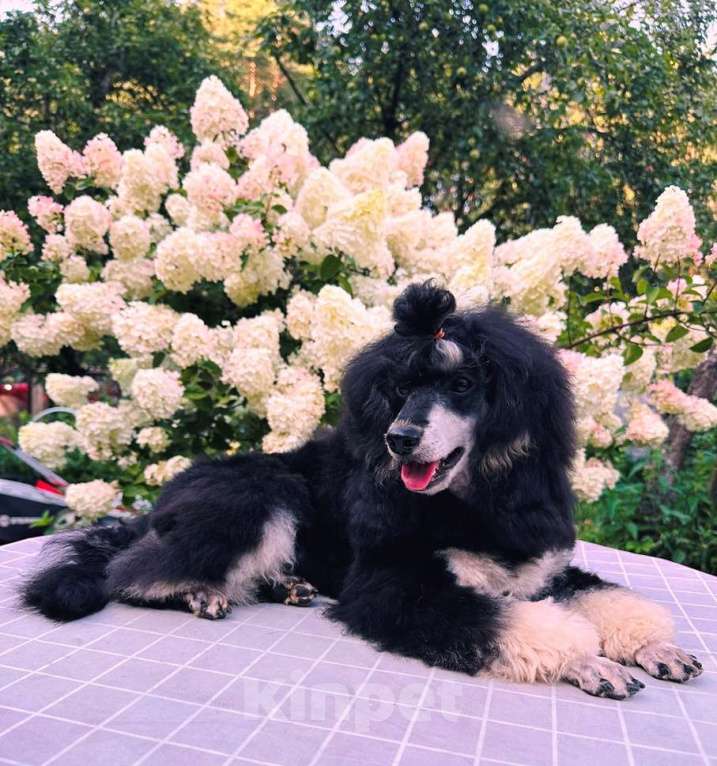 Собаки в Москве: Подрощенный кобелек, красавчик черно-подпалого окраса Мальчик, Бесплатно - фото 2