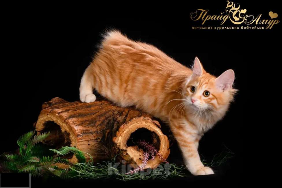 Кошки в Москве: Кошечка Маняша Девочка, Бесплатно - фото 4
