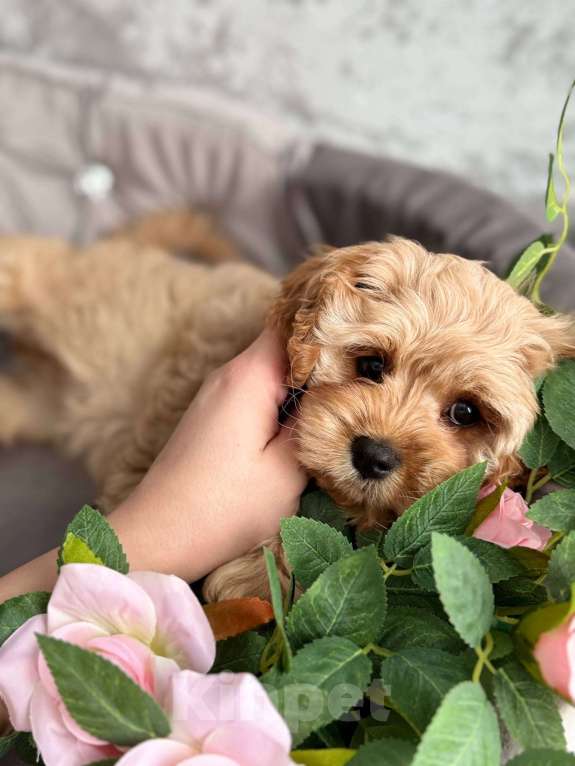 Собаки в Москве: Кавапу щенок Девочка, Бесплатно - фото 3