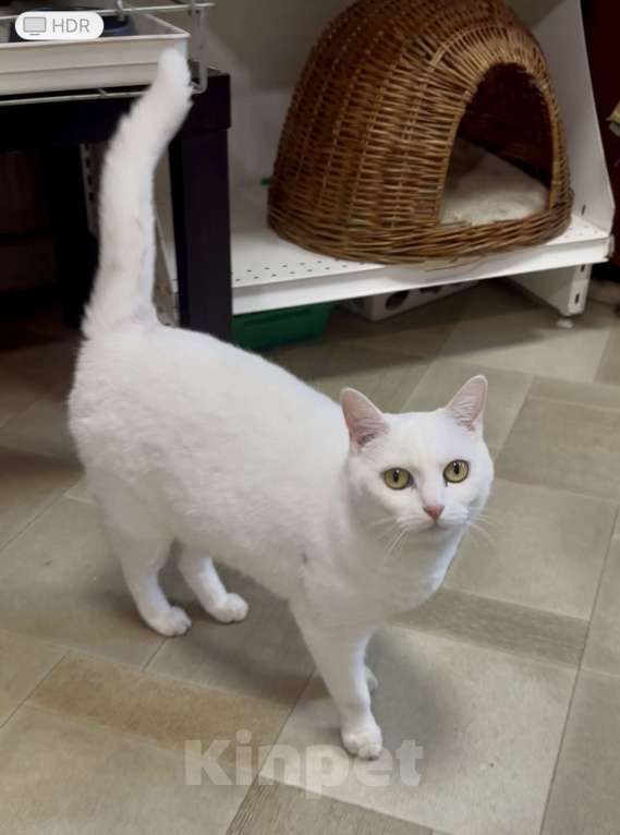 Кошки в Санкт-Петербурге: Белая кошка единственным питомцем Девочка, Бесплатно - фото 9