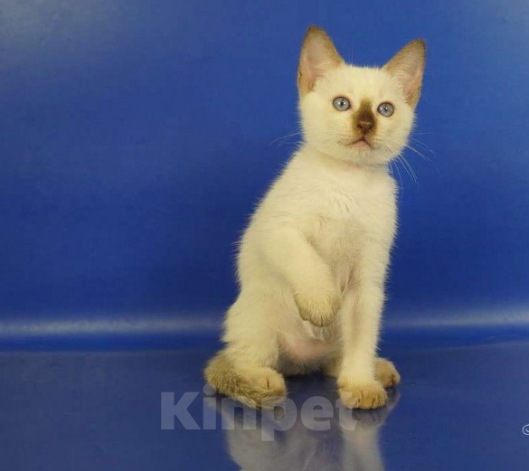 Кошки в Москве: Louis Gamlet Мальчик, 60 000 руб. - фото 2