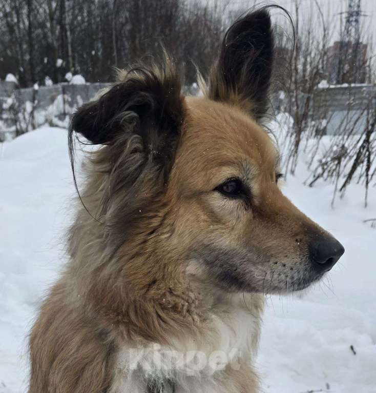 Собаки в Королеве: Пушистая и умная Лесси ищет дом Девочка, Бесплатно - фото 5