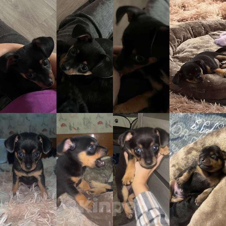 Собаки в Энгельс: стандарт, гладкошёрстный, чёрно-подпалый Мальчик, 12 000 руб. - фото 1