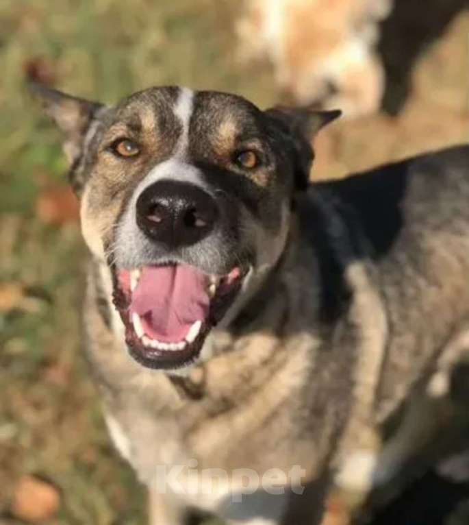 Собаки в Санкт-Петербурге: Верный Дик Мальчик, 17 руб. - фото 1