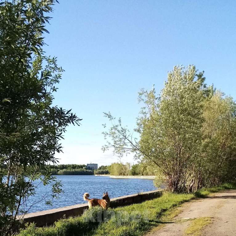 Собаки в Сургуте: Ищем добрые руки для собаки. Мальчик, 1 руб. - фото 6