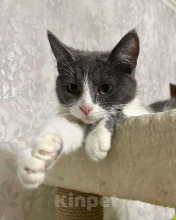 Кошки в Москве: Котенок Жози ищет дом Девочка, Бесплатно - фото 2