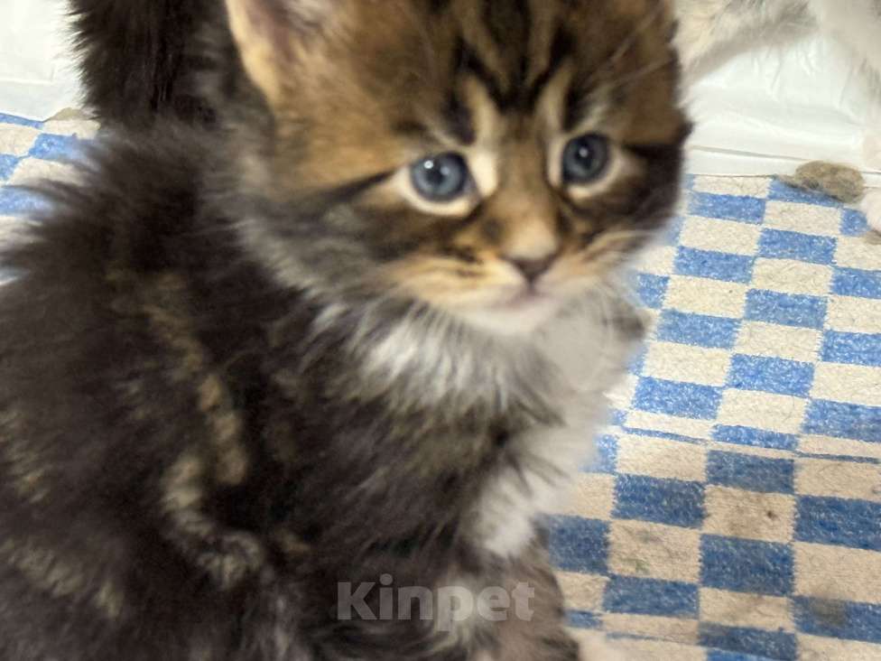 Кошки в Новосибирске: Открыто резервирование  Девочка, 80 000 руб. - фото 5