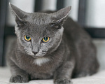 Кошки в Москве: Котенок Жеки ищет свой дом Мальчик, Бесплатно - фото 4