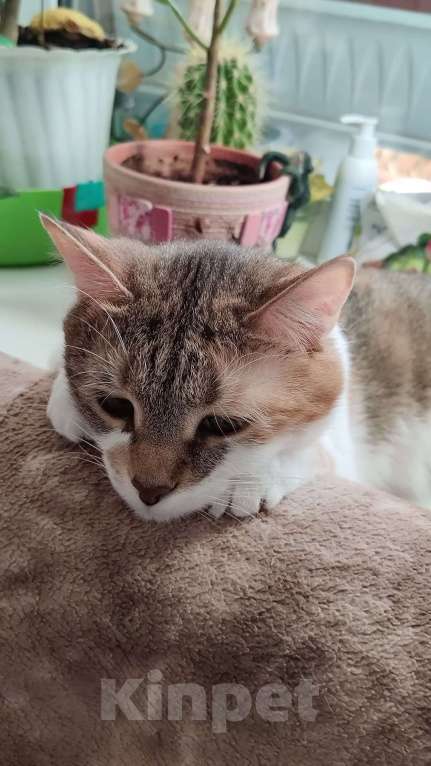 Кошки в Санкт-Петербурге: Умная чистюля Олимпия Девочка, Бесплатно - фото 1