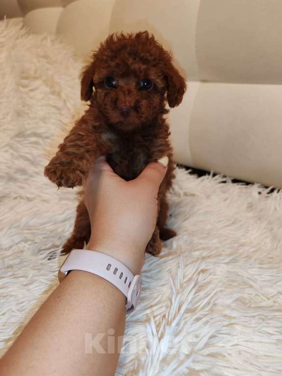 Собаки в Ельце: Щенки той-пуделя Девочка, 60 000 руб. - фото 3