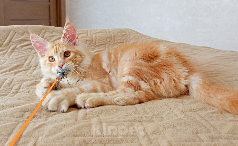 Кошки в Кемерово: Котенок Мальчик, 50 000 руб. - фото 3