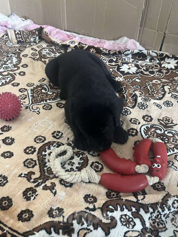 Собаки в Воронеже: Щенок лабрадора Мальчик, 17 000 руб. - фото 2