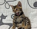 Кошки в Москве: Котенок бенгальский мальчик Мальчик, Бесплатно - фото 5