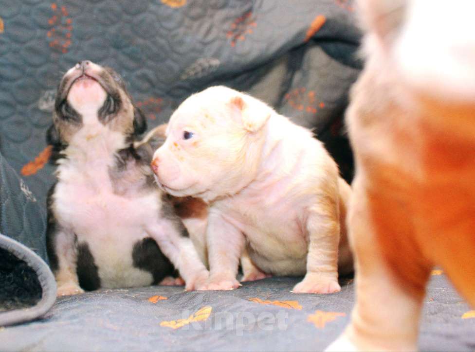 Собаки в Москве: Мальчики и девочки американский булли Разнополые, 70 000 руб. - фото 6