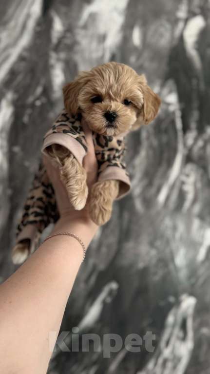 Собаки в Москве: Мальтипу f1  Девочка, 200 000 руб. - фото 2