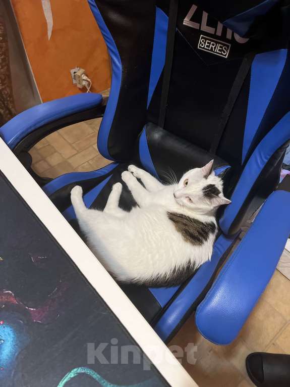 Кошки в Уссурийске: Отдам кота бесплатно Мальчик, Бесплатно - фото 2