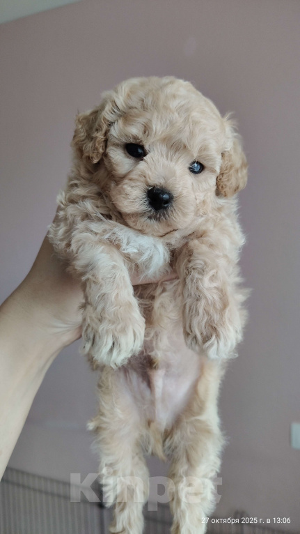 Собаки в Мытищах: Пушон (бишпу) Мальчик, 150 000 руб. - фото 2