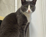 Кошки в Калуге: Кот Мальчик, Бесплатно - фото 1