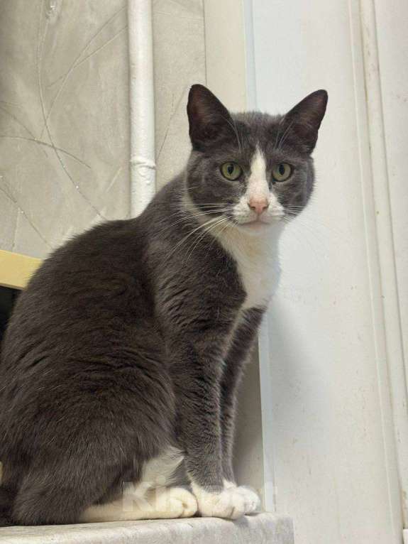 Кошки в Калуге: Кот Мальчик, Бесплатно - фото 1