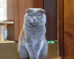 Кошки в Калуге: Вязка))), 1 500 руб. - фото 1