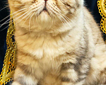 Кошки в Омутнинске: Плюшки экзоты котята, 14 000 руб. - фото 8