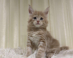 Кошки в Ардоне: Мейн кун котята, 30 000 руб. - фото 10