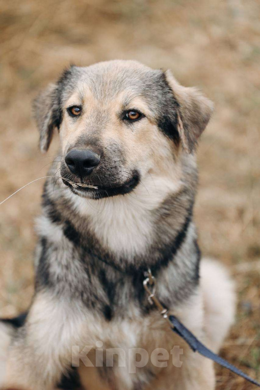 Собаки в Москве: Алмаз ищет семью,9 мес,Привит Мальчик, Бесплатно - фото 3